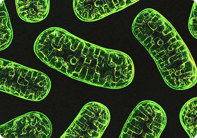 Green glowing mitochondria on a black background.