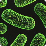 Microscopic view of glowing green mitochondria on a black background.