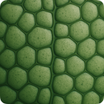 Close-up of a green leaf with hexagonal cell pattern.