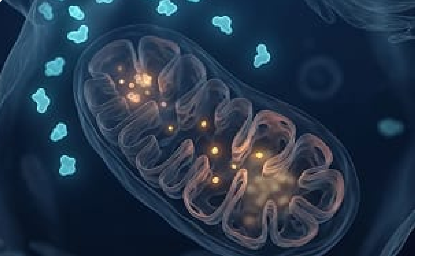 A scientific illustration of a mitochondrion with glowing particles inside and outside of it.