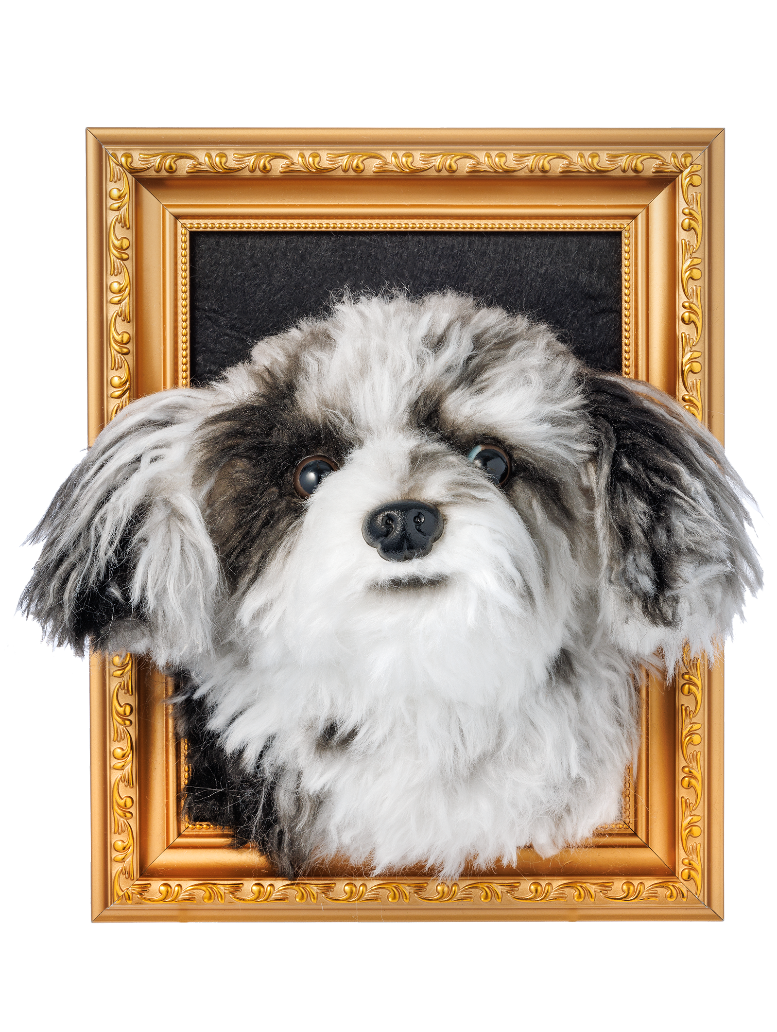 Fluffy black and white small dog breaking through ornate gold baroque picture frame with decorative scrollwork border