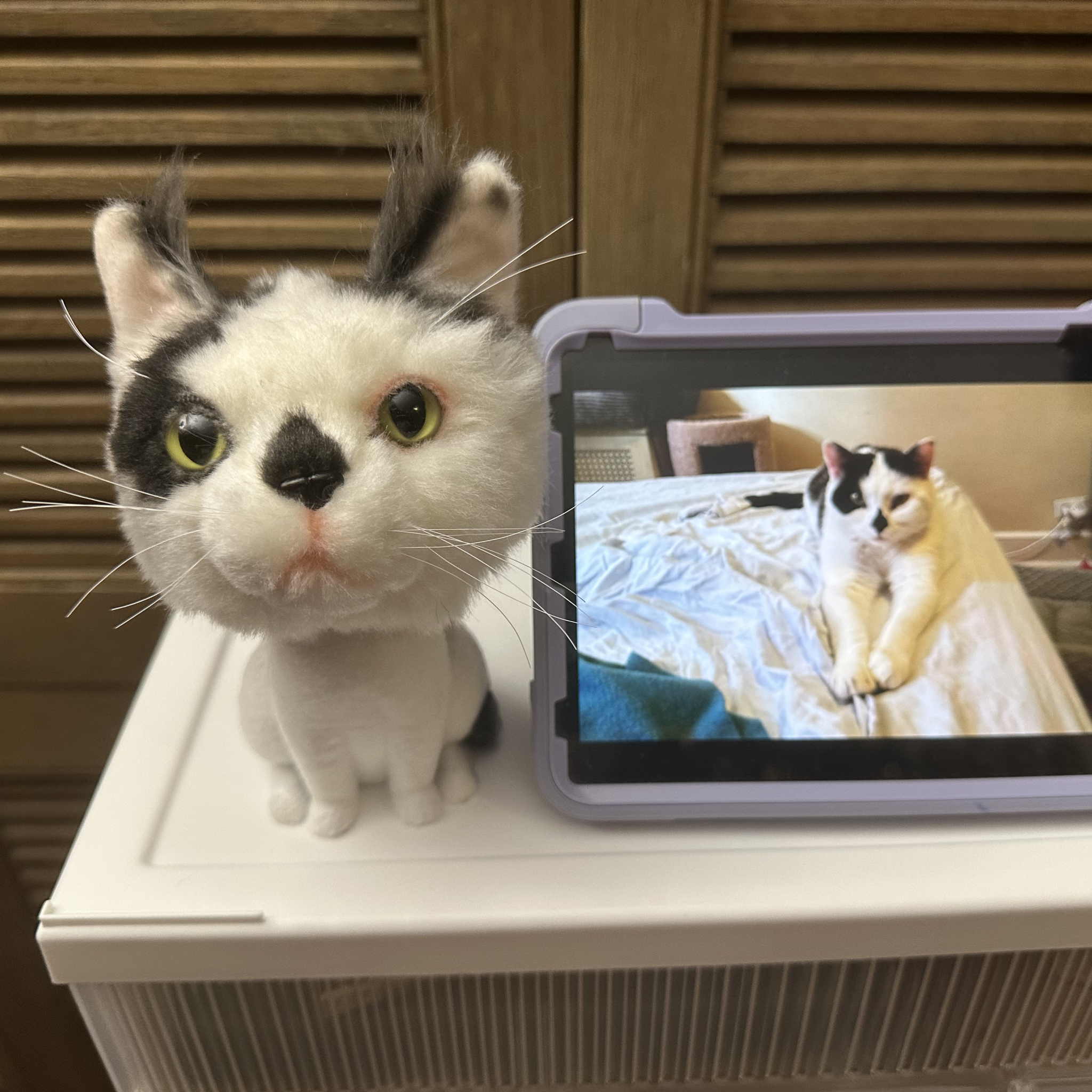 Black and white cat plush beside a tablet showing the real cat's photo on a white surface.