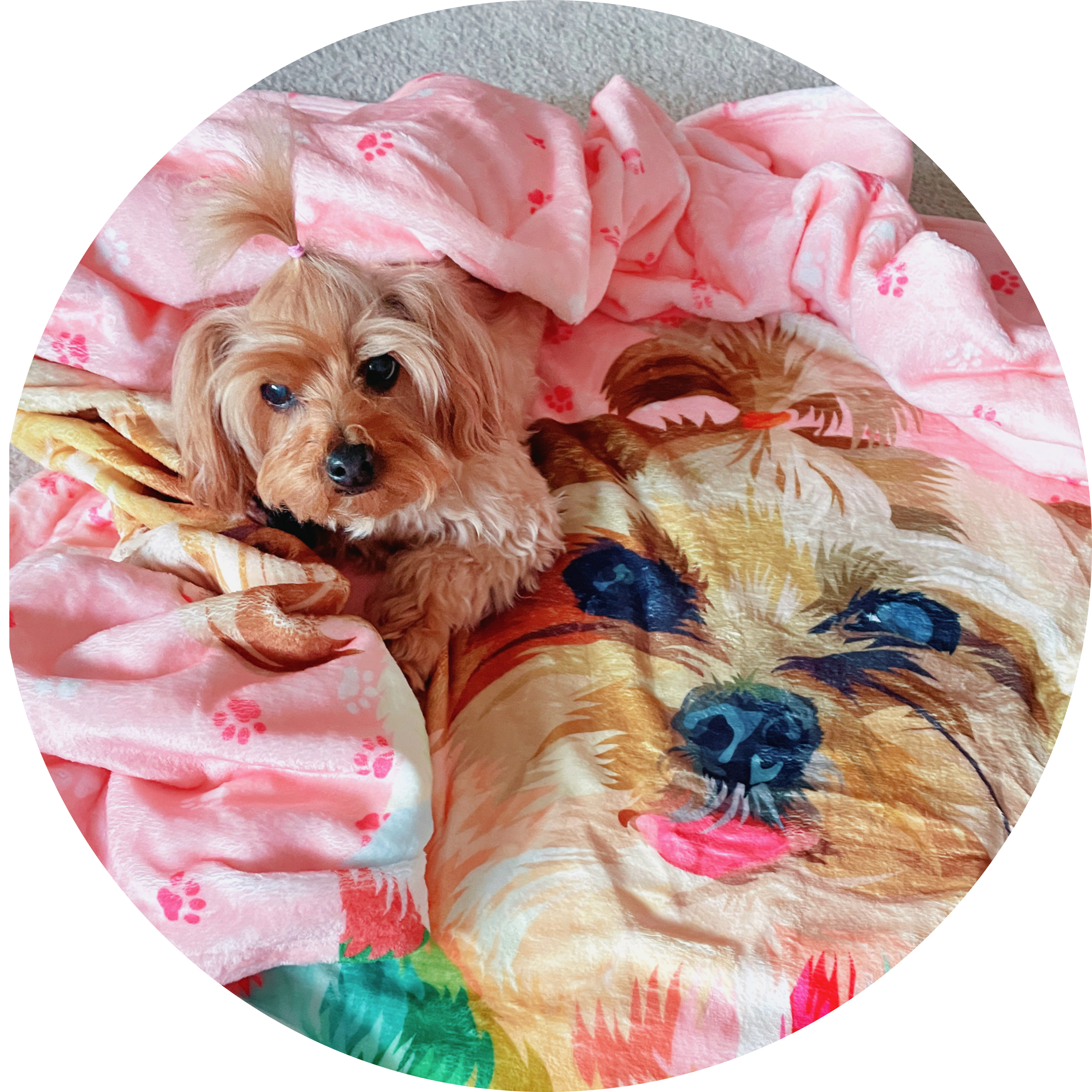 A brown and white dog lays on a bed covered with a pink blanket that has a large printed portrait of its face and paw print designs.