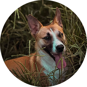 Nash, a gentle 3-year-old shepherd mix saved from euthanasia, great with kids and other dogs.