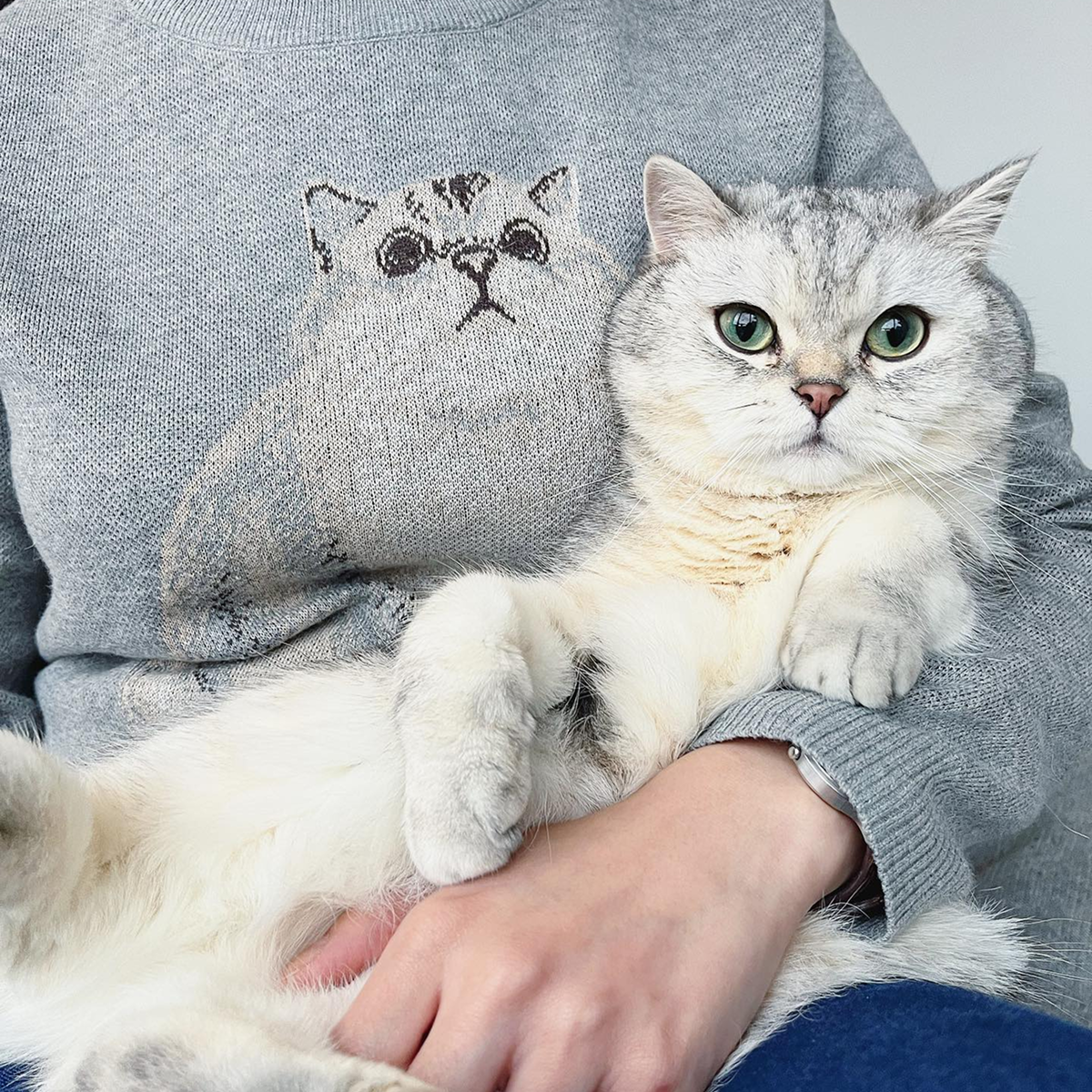 A person holds a chunky, fluffy Silver Tabby British Shorthair cat with vibrant green eyes. The cat is looking directly at the camera. The person is wearing a gray sweater with a large, simple, light gray knit portrait of a cat's face on the chest, closely resembling the real cat.