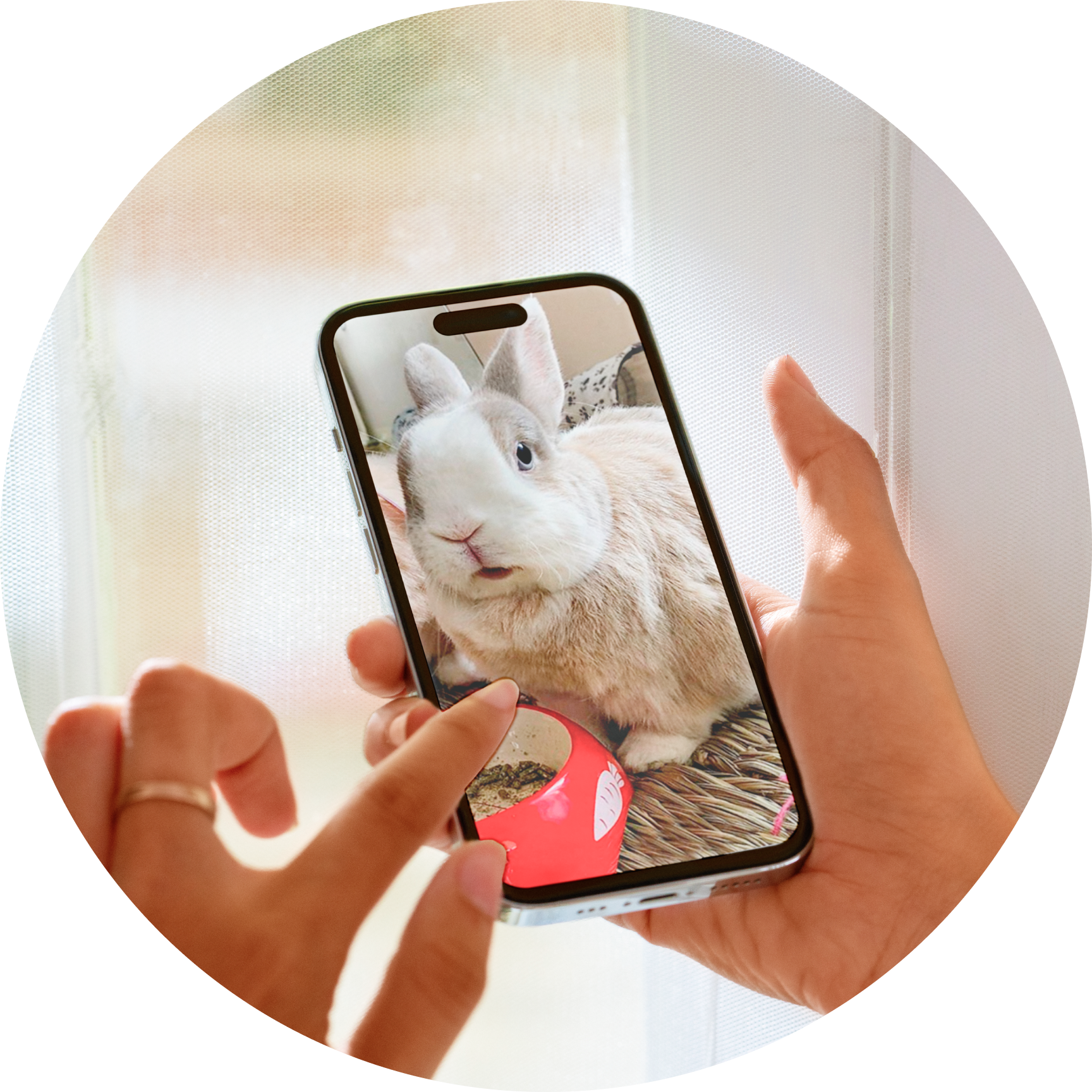 A close-up, circular photo shows two hands holding a smartphone vertically. The phone screen displays a photo of a light brown and white rabbit with blue eyes.