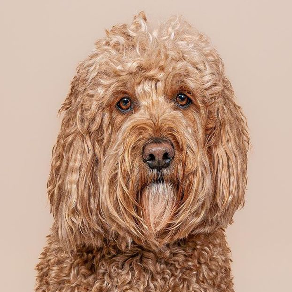 Curly-haired dog with a beige background.