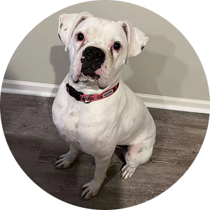 Porter, rescued from neglect and abuse, now showing his affectionate, happy-go-lucky personality.