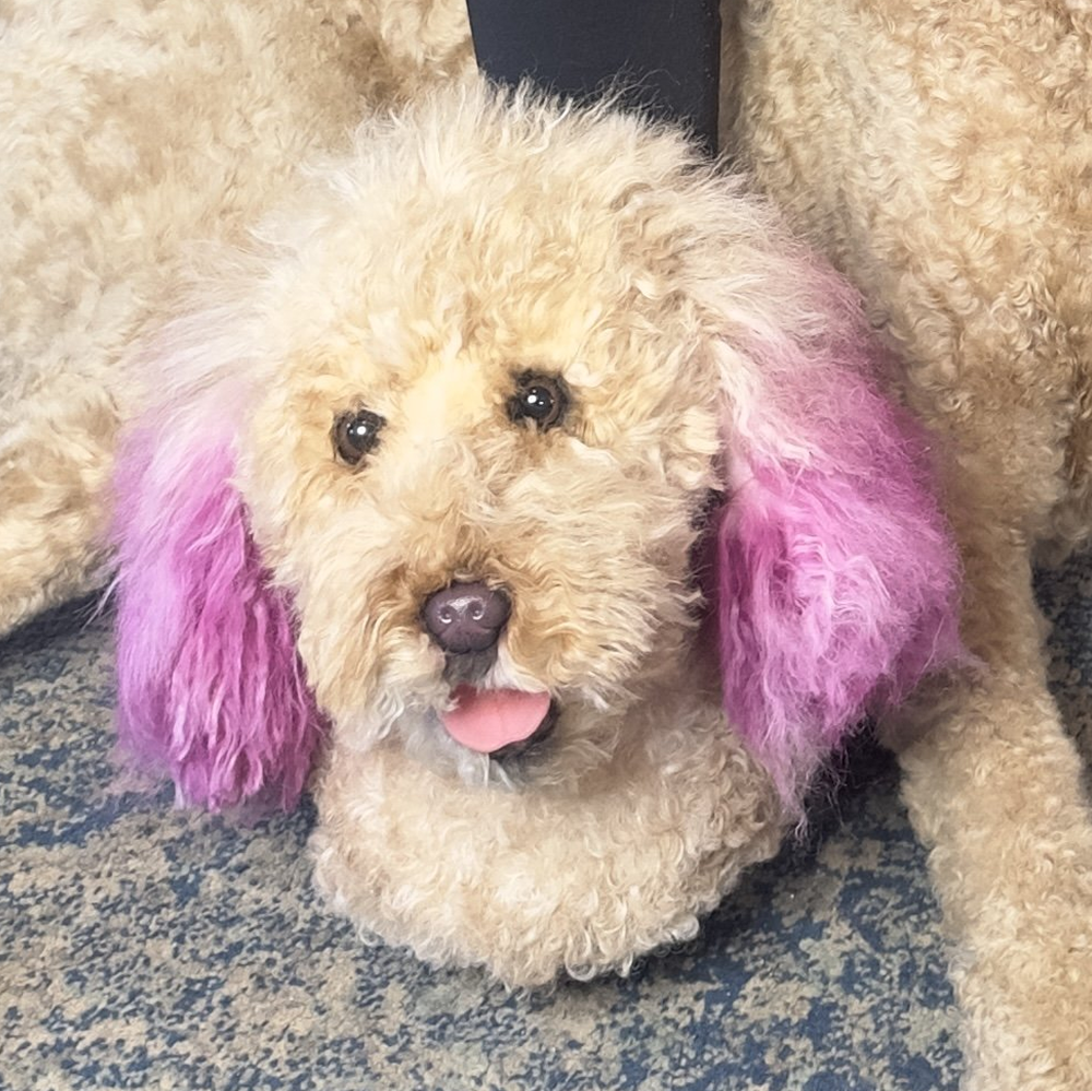 Fluffy dog with pink ears lying on a blue carpet.