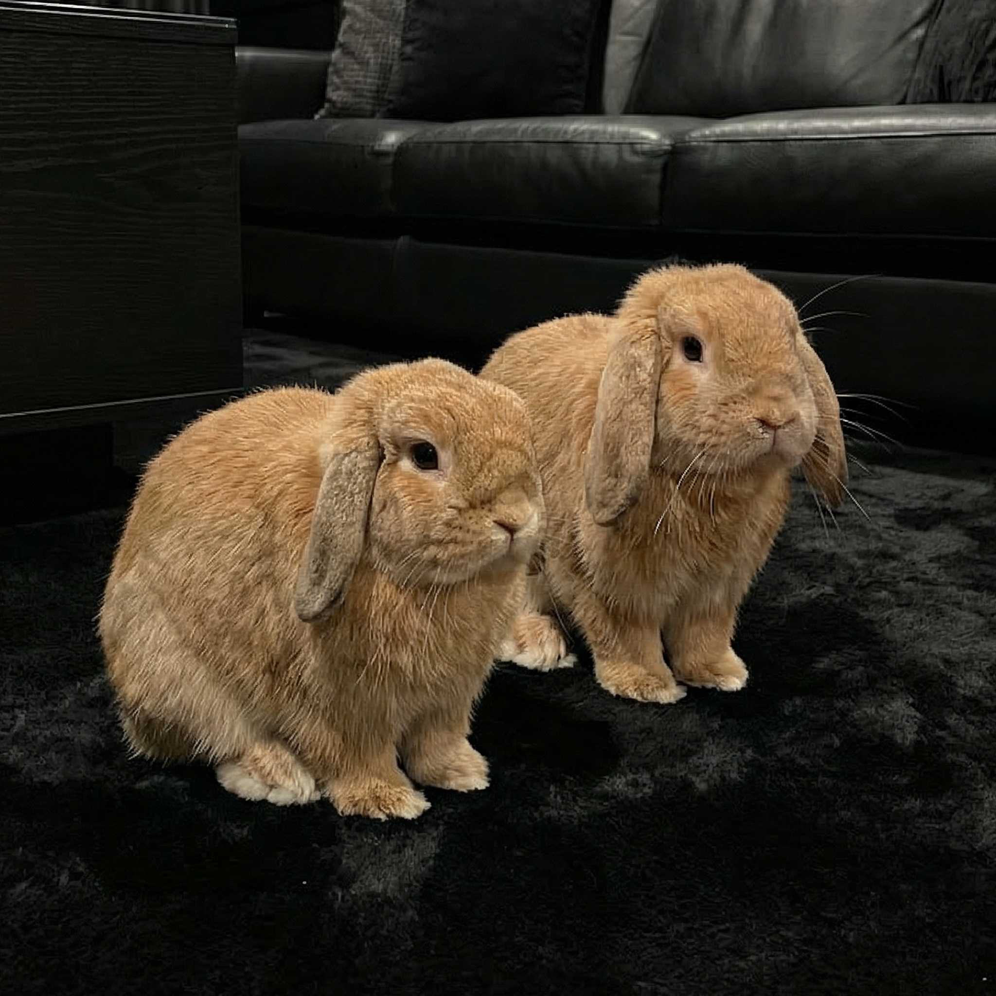 A rabbit next to its plush replica.