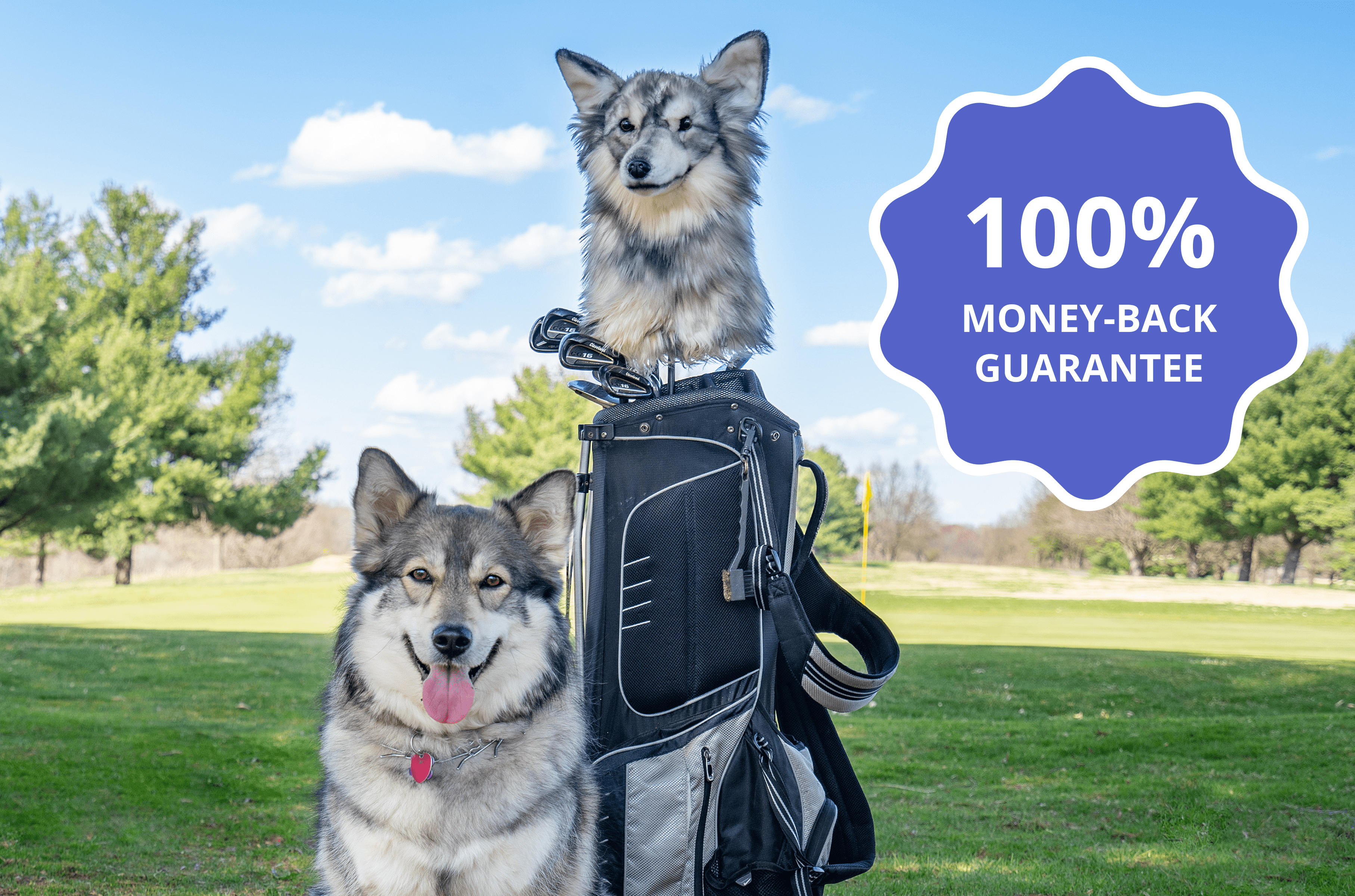 Two dogs with a golf bag on a golf course, and a money-back guarantee badge.