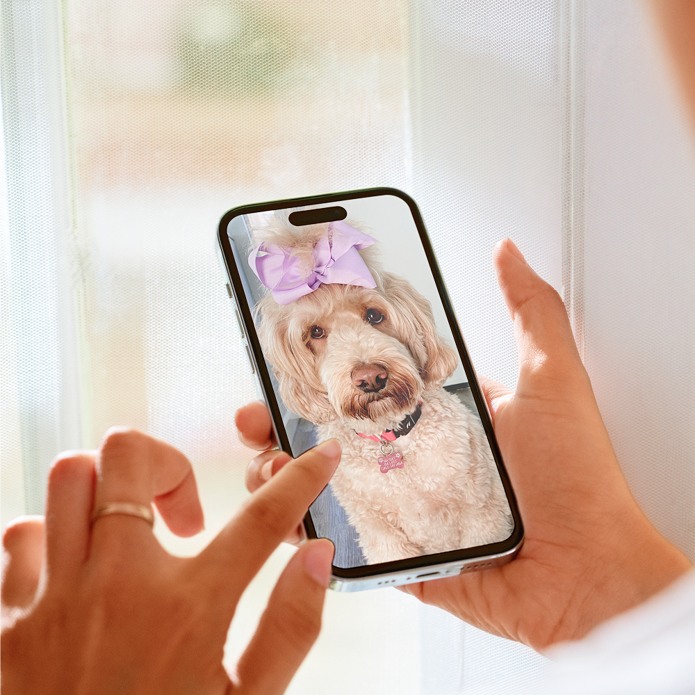 Person holding a phone displaying a dog with a purple bow.