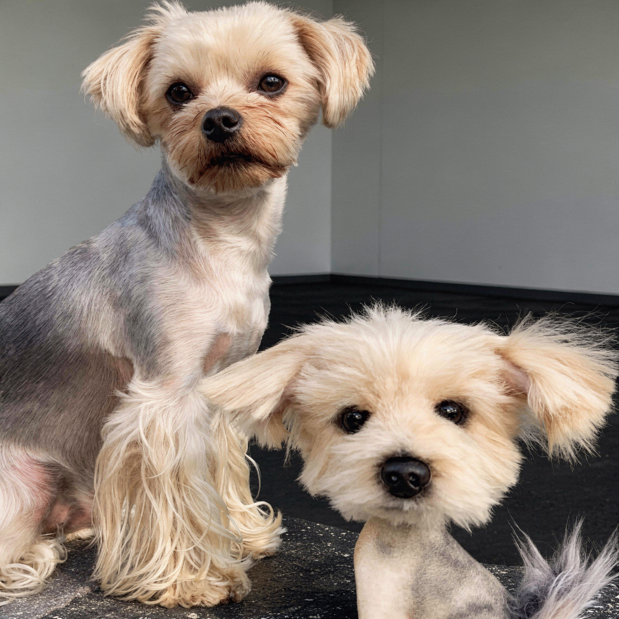 Custom bobblehead design of a Yorkshire Terrier next to a dog.