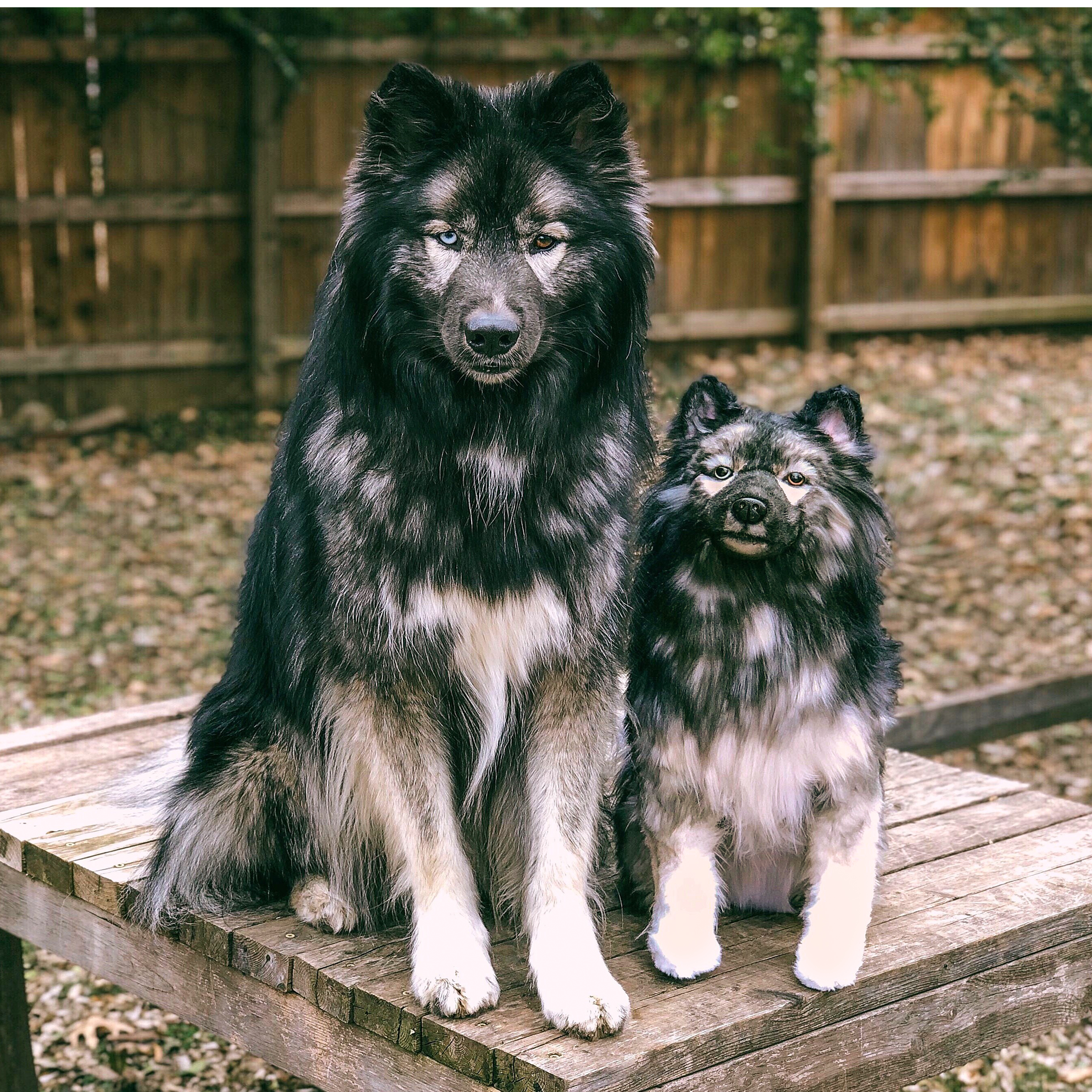 A real dark bay horse with a black mane and tail, and a white star on its forehead, stands over an extremely realistic, small, dark brown and black plush foal toy in a grassy paddock.