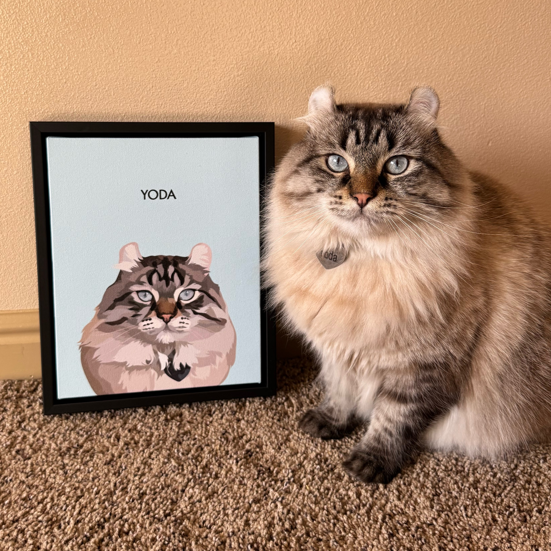 A long-haired gray tabby cat with blue eyes sits next to a framed illustration of its face, which has the name 'YODA' printed above the portrait, set on a brown carpet.