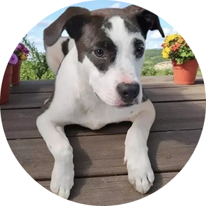 Moo Moo, a 2-year-old Staffy mix rescued from euthanasia, sweet and affectionate with other dogs.