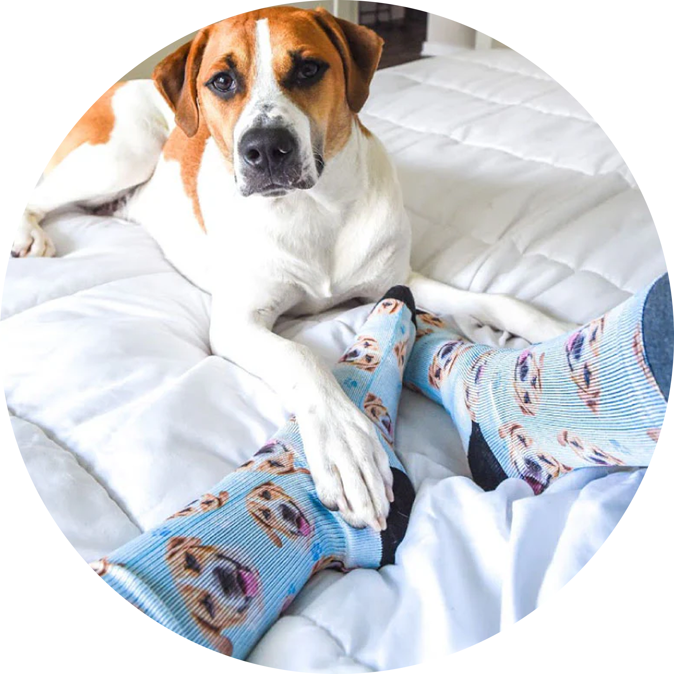Dog laying on a bed beside feet wearing dog-patterned socks.