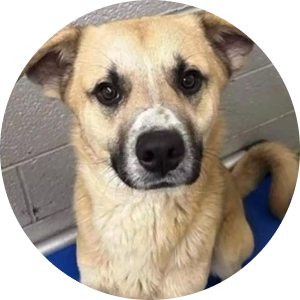 Murphy, abandoned roadside with his sisters and rescued from euthanasia list, playful with kids and dogs.