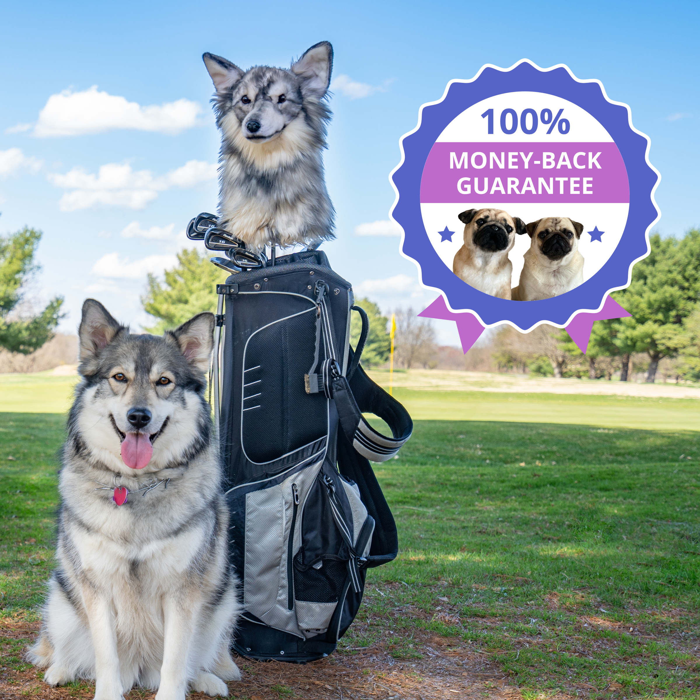 One dog with a golf bag with a golf head cover, and a money-back guarantee badge.