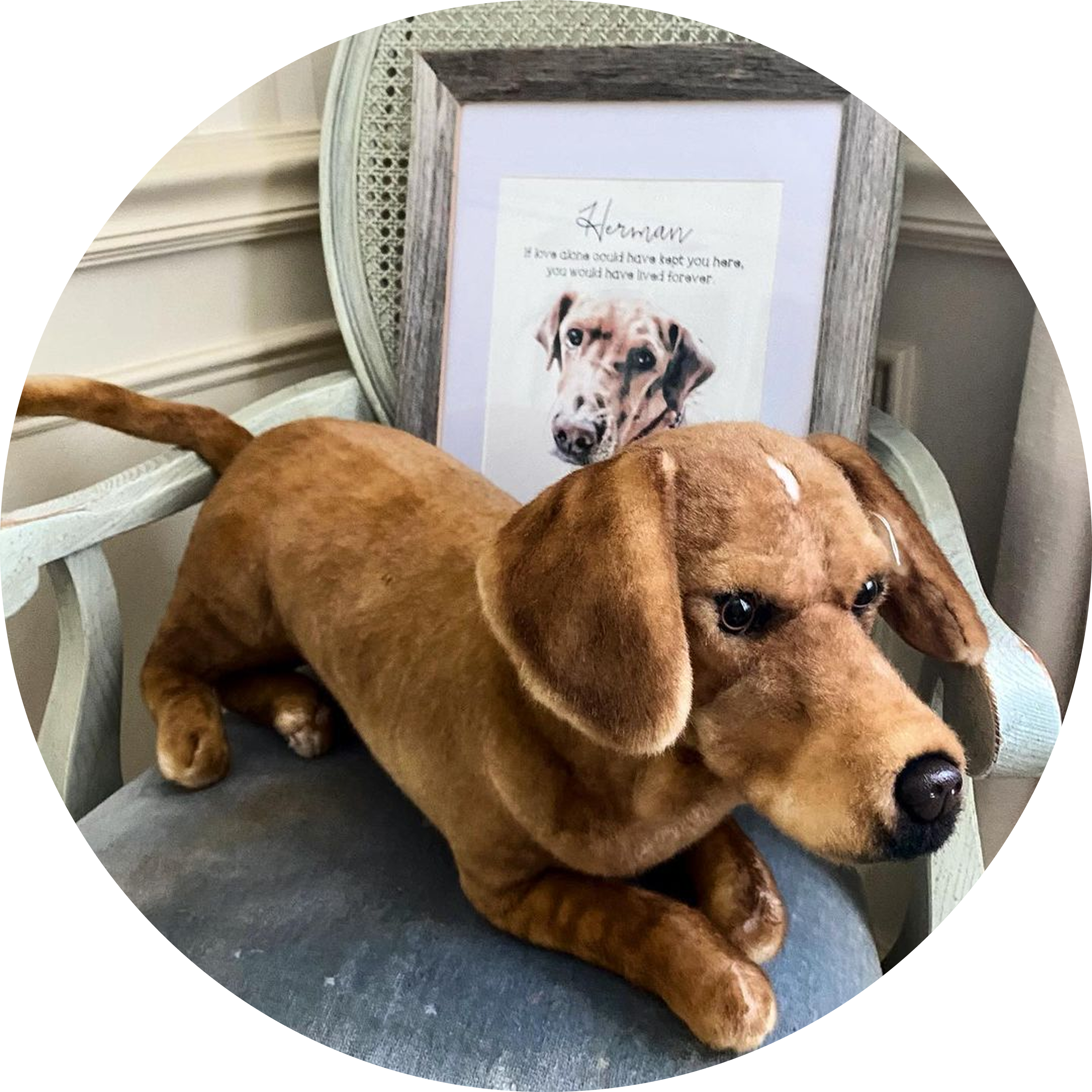 A realistic plush dog replica of a short-haired, reddish-brown dog (resembling a Dachshund or hound mix) resting on the blue velvet seat of a light-colored antique wooden chair.