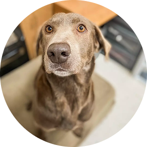 Gnocchi, rescued from euthanasia despite a leg deformity, now adopted by a loving family in Connecticut.