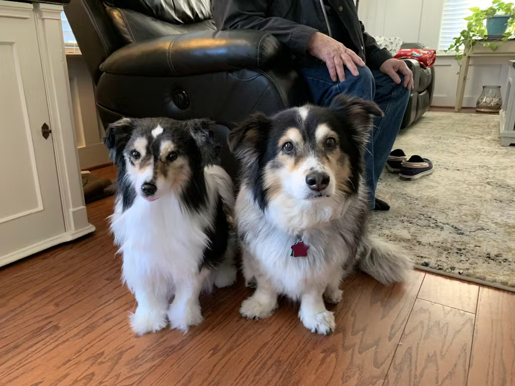 One dog and a plush replica of itself on hardwood flooring in a living room. 