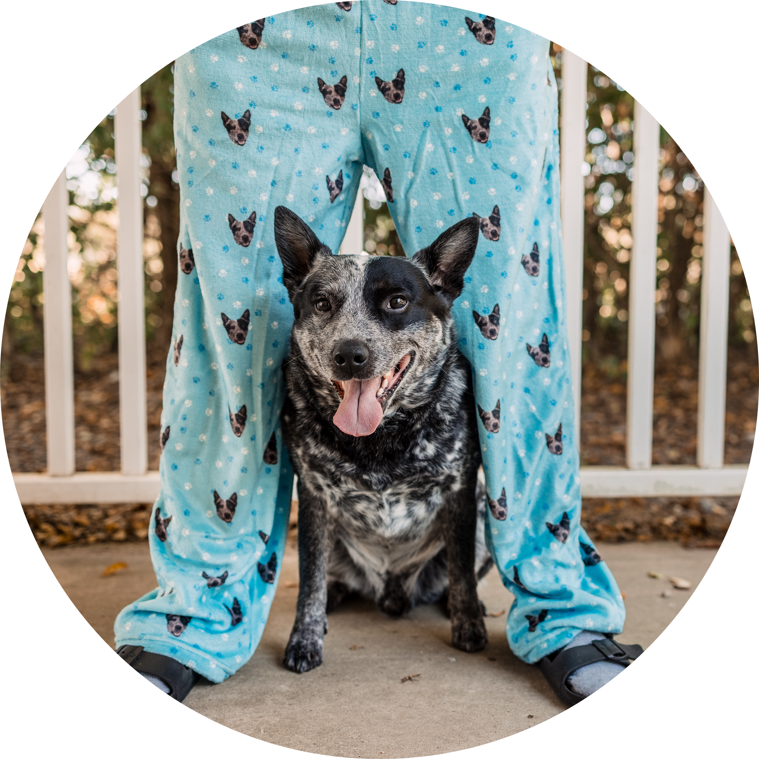 Dog sitting between person's legs in dog-patterned pajamas.