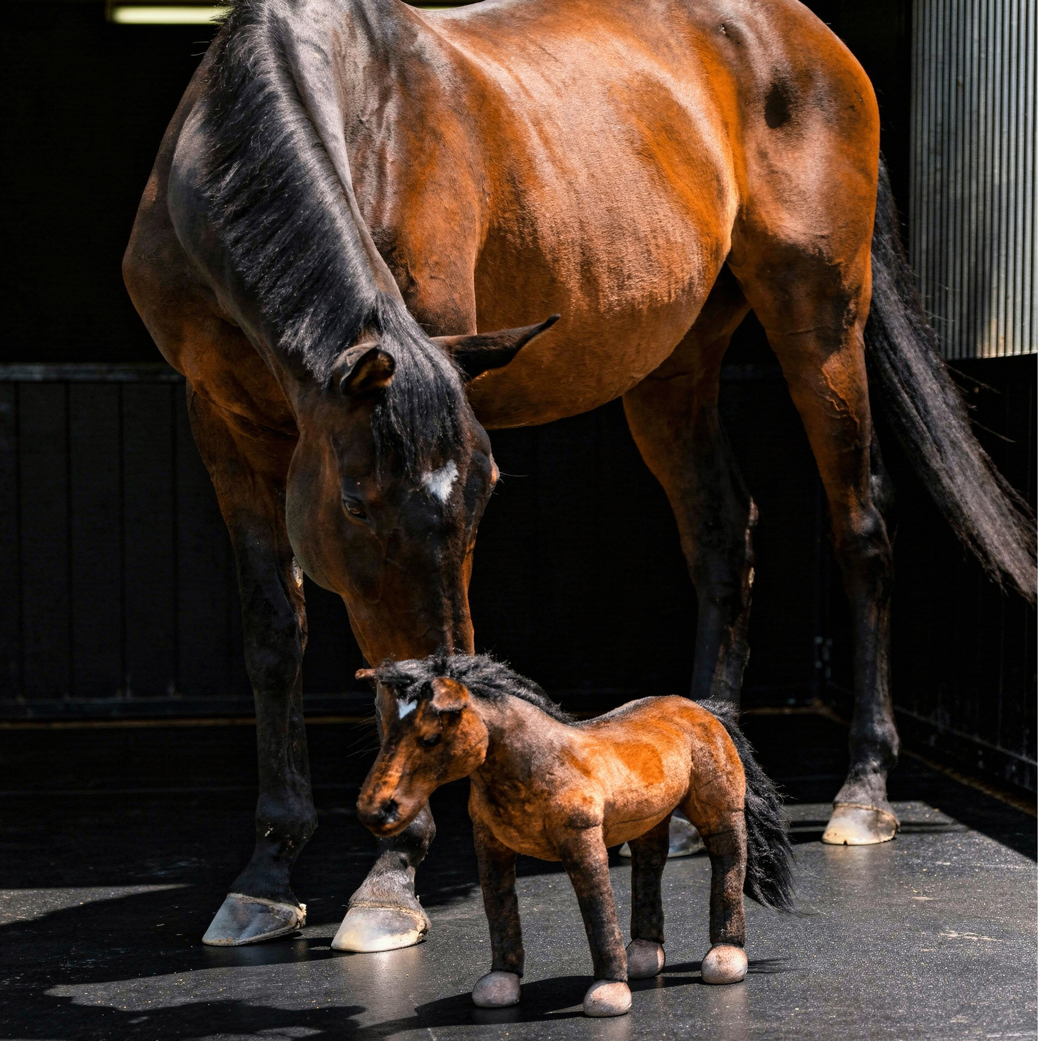 A real bay horse with a dark mane and tail, and a white star on its forehead, stands over an extremely realistic, small, dark brown and black plush foal toy in a stable.