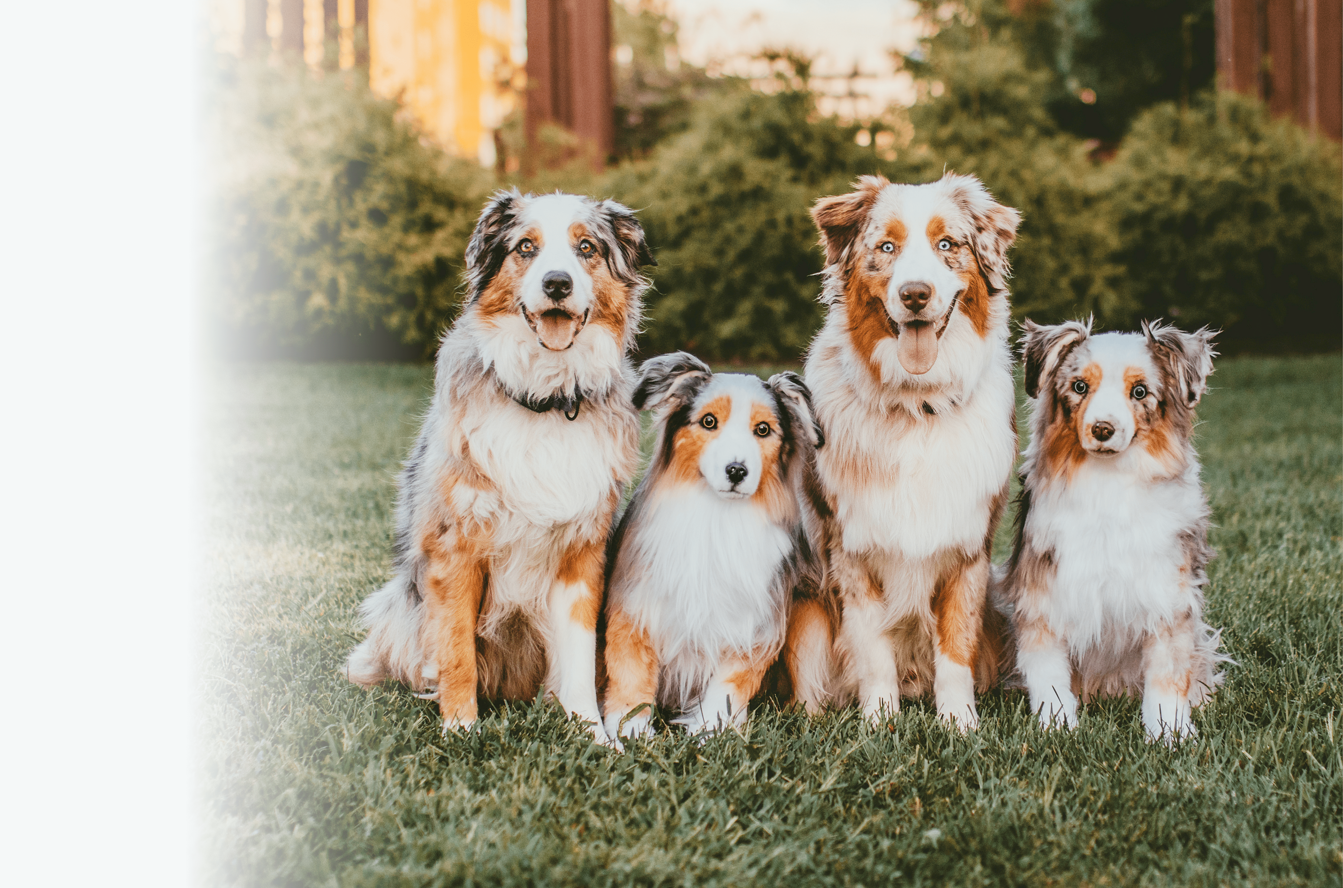 A custom-made plush toy replica of a brown and white dog sitting next to its real-life inspiration