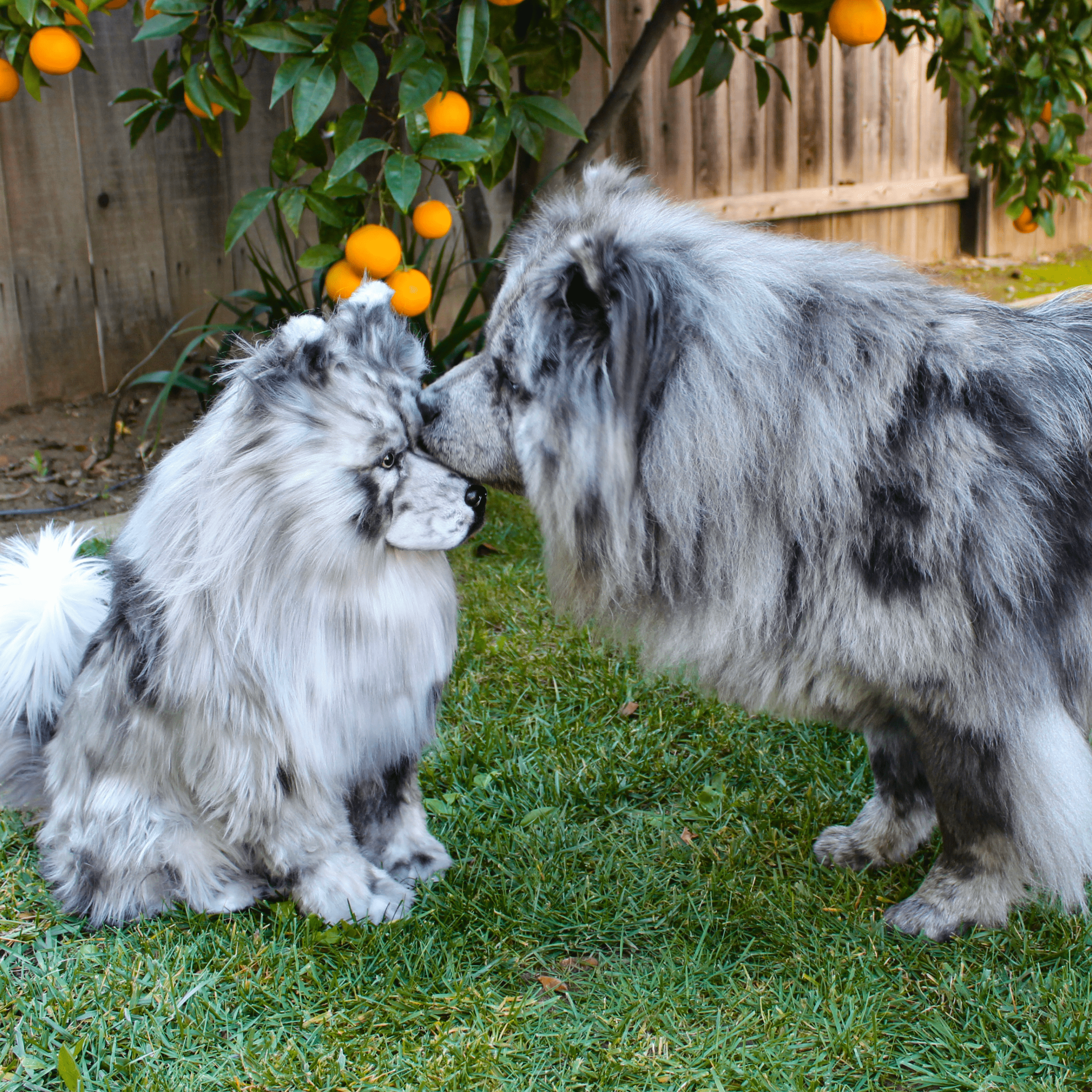 An outdoor photo of two dogs standing on green grass beneath an orange tree with ripe fruit. On the right, a large, fluffy Merle dog with gray, black, and white fur is leaning down to touch noses with a smaller, equally fluffy, seated plush replica of the same dog.