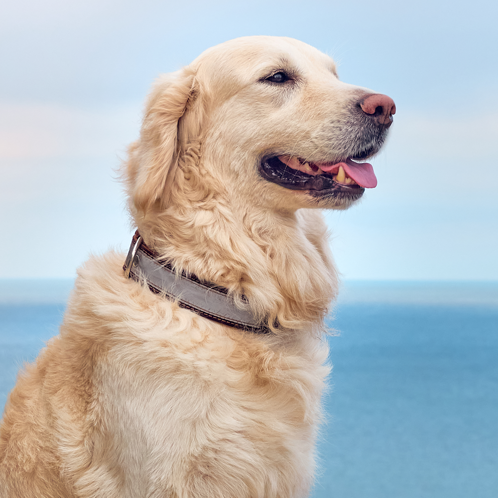 Golden retriever with tongue out, ocean in background.