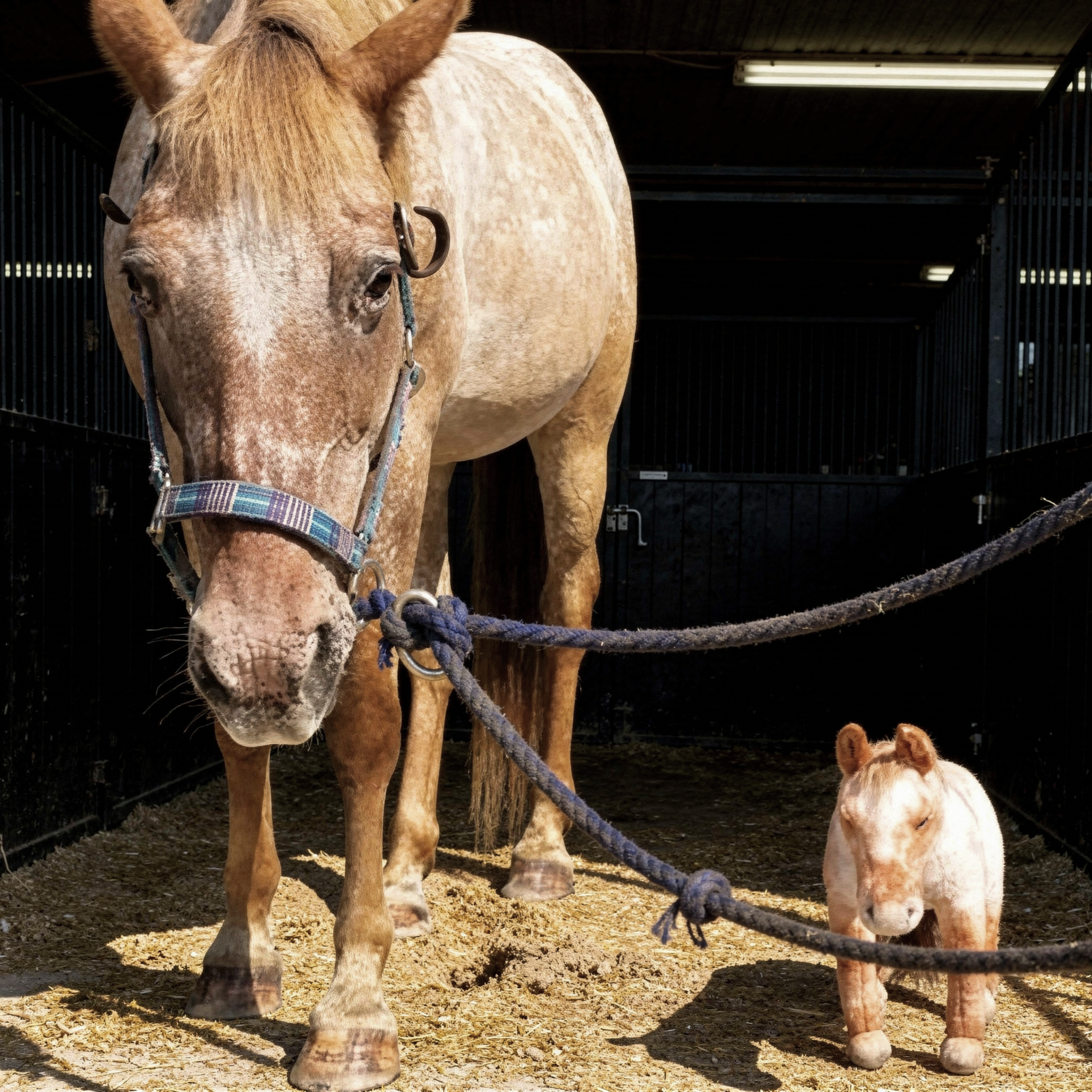 A light brown horse with a blue halter standing on a dirt path beside a small plush toy horse with matching coloring.