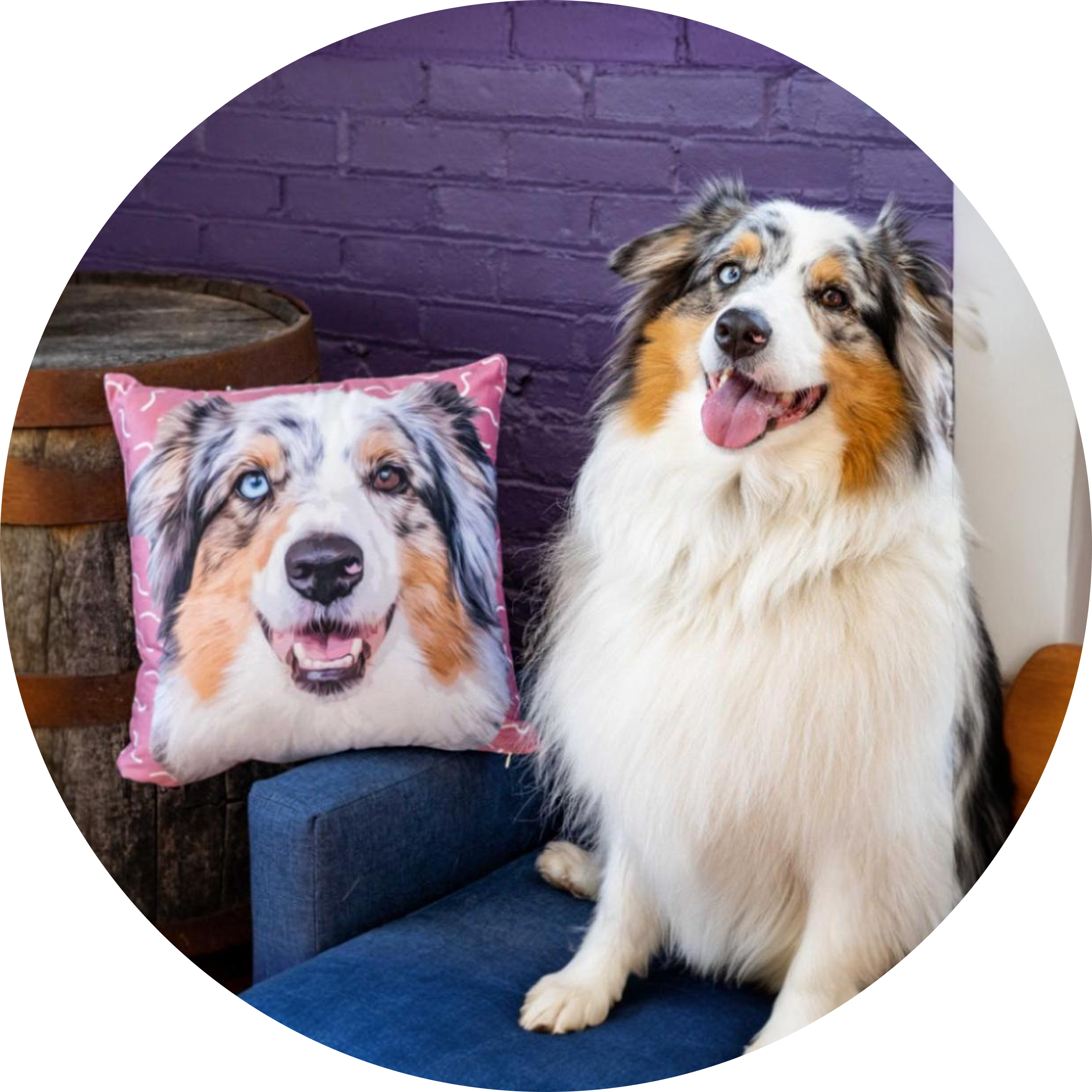 A fluffy Australian Shepherd with heterochromia (one blue eye and one brown eye) sits next to a small blue chair. A square pink throw pillow, featuring a portrait of the dog's face, rests on the chair.