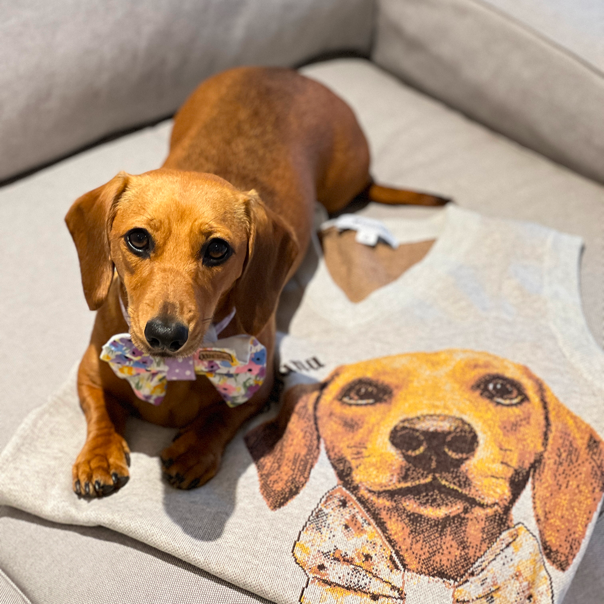 A reddish-brown Dachshund wearing a pastel floral bow tie lies on a sofa. It is posing next to a light gray V-neck sweater vest that features a large, knit portrait of a Dachshund face.