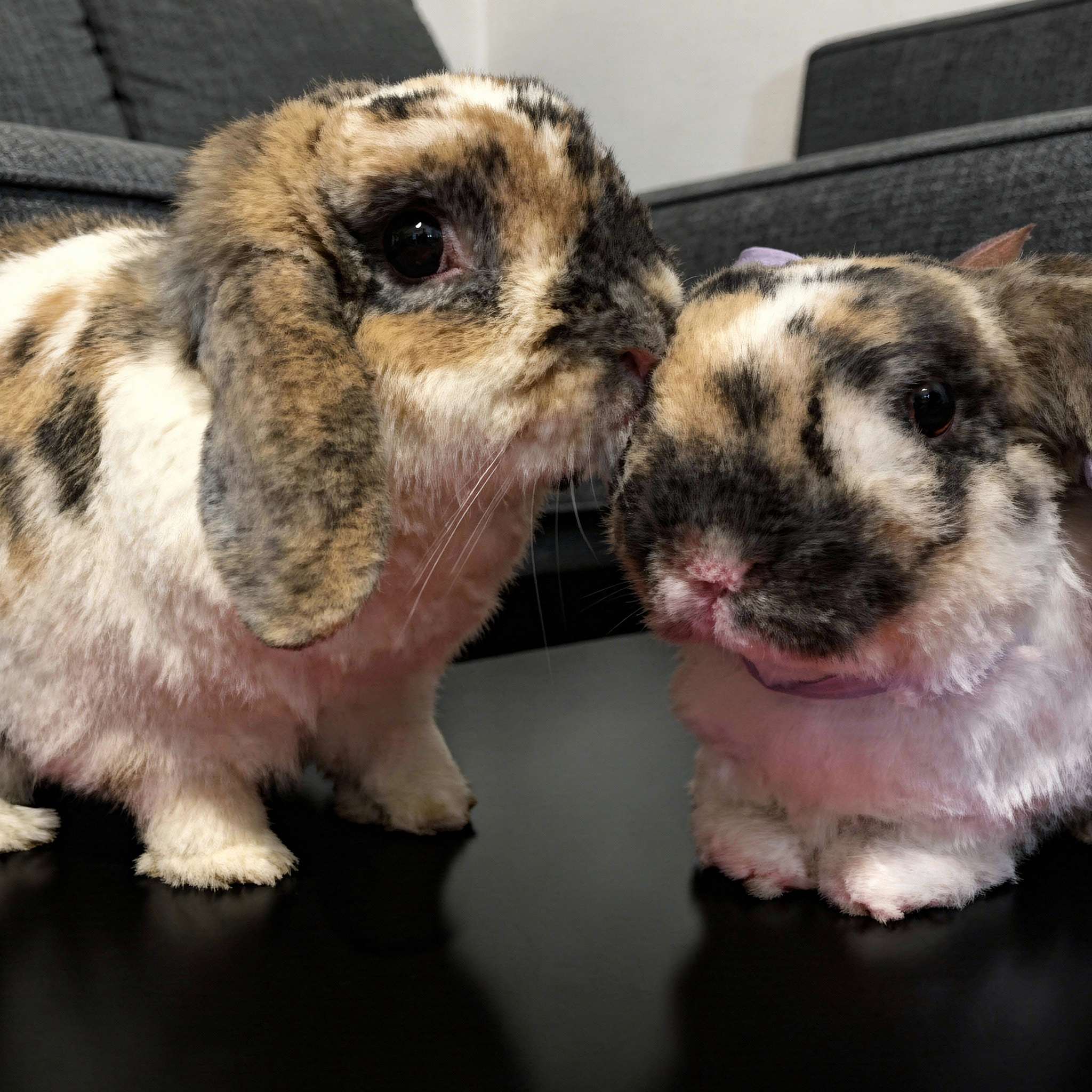 A real lop-eared rabbit sits next to a plush replica of a lop-eared rabbit, with the replica positioned on the right, both sitting on a black floor.