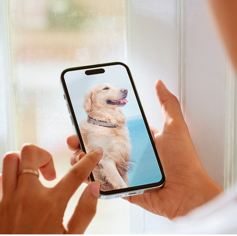 Person holding a phone showing a dog on the screen.