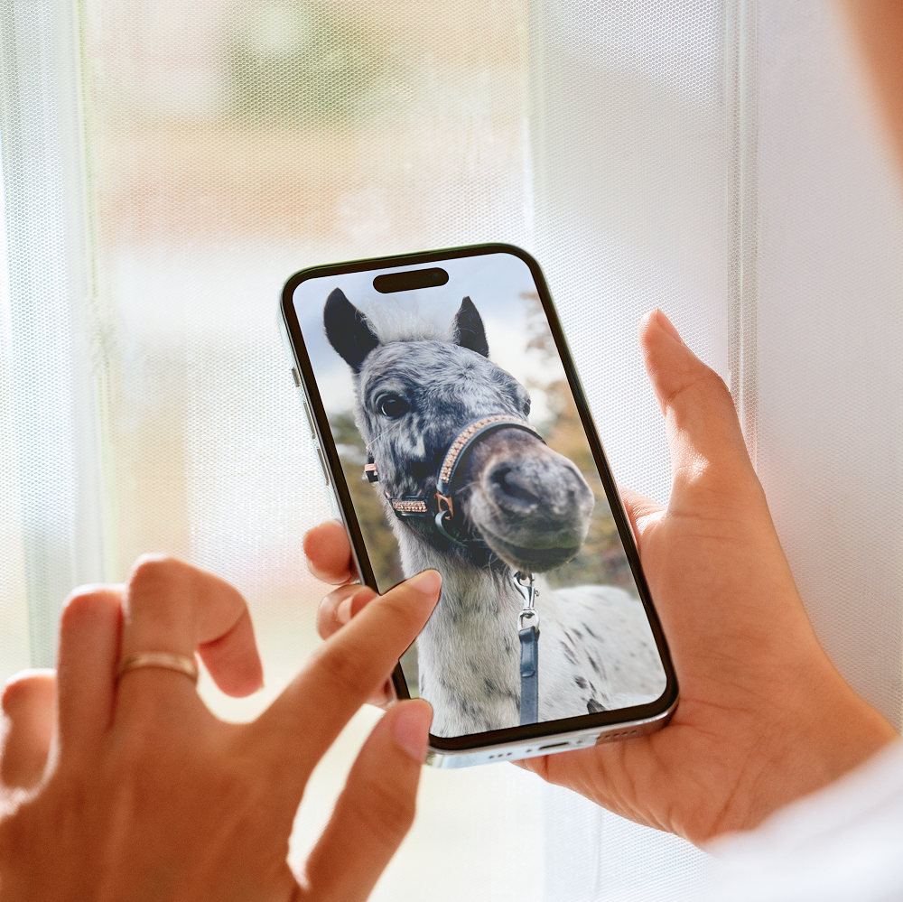 Person holding a phone displaying a photo of a gray horse in a halter.