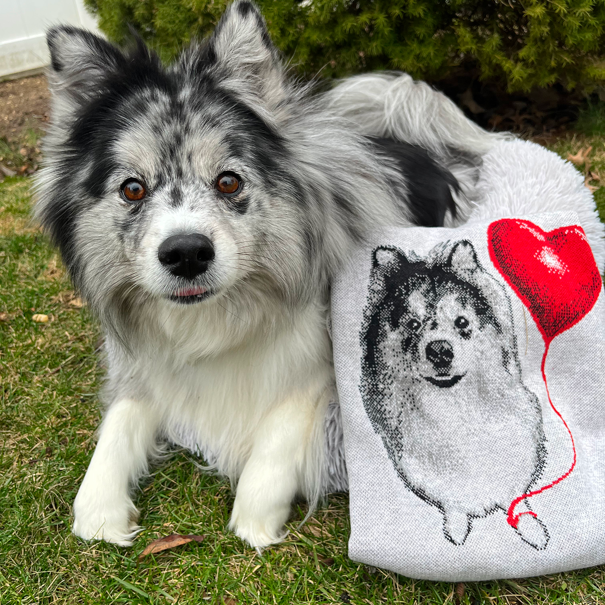 A fluffy blue merle miniature American Eskimo dog or Pomsky with black and gray markings and light brown eyes lies on a grassy lawn. It is next to a light gray sweater that features a knit portrait of the dog.