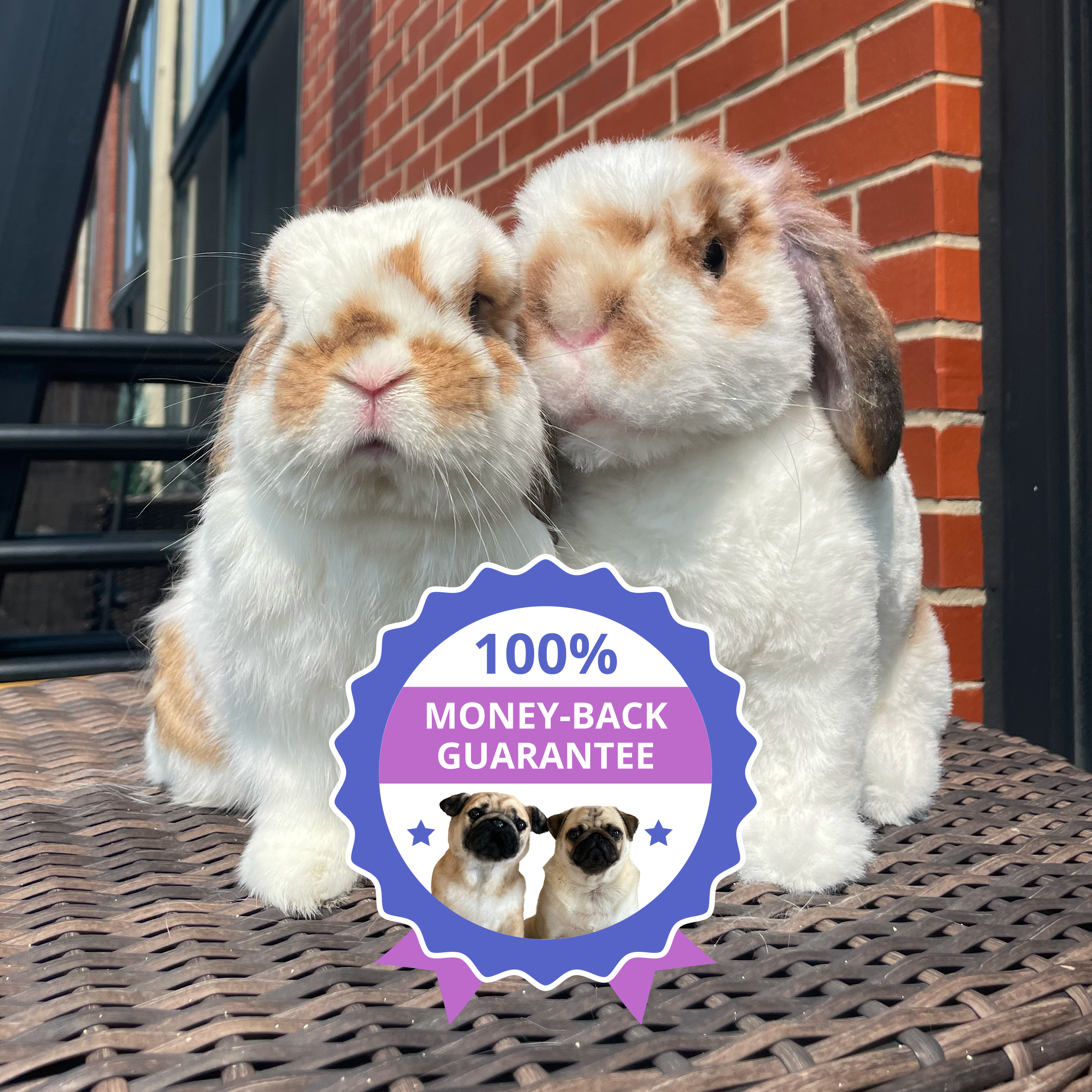 Two lop-eared rabbits, one of which is a plush replica, sitting in front of a brick wall, with a '100% MONEY-BACK GUARANTEE' seal overlaid.