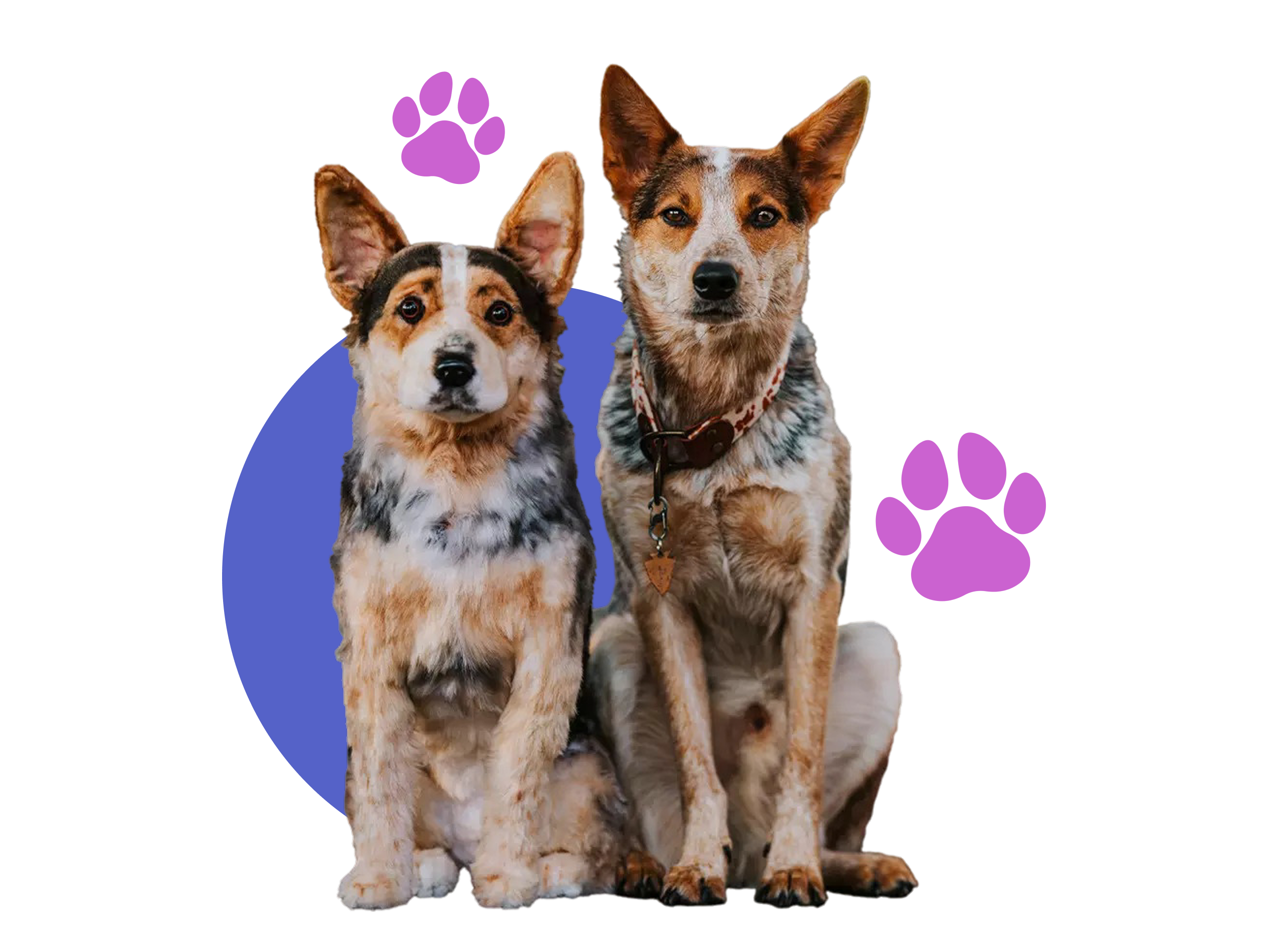 Dog next to its plush replica on a black background with purple accents