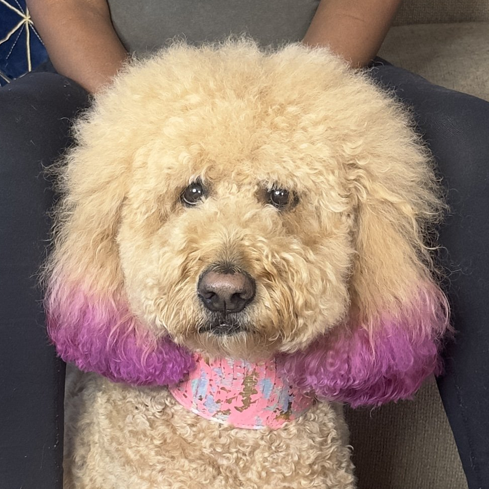 Fluffy dog with pink-tipped ears and a colorful collar.