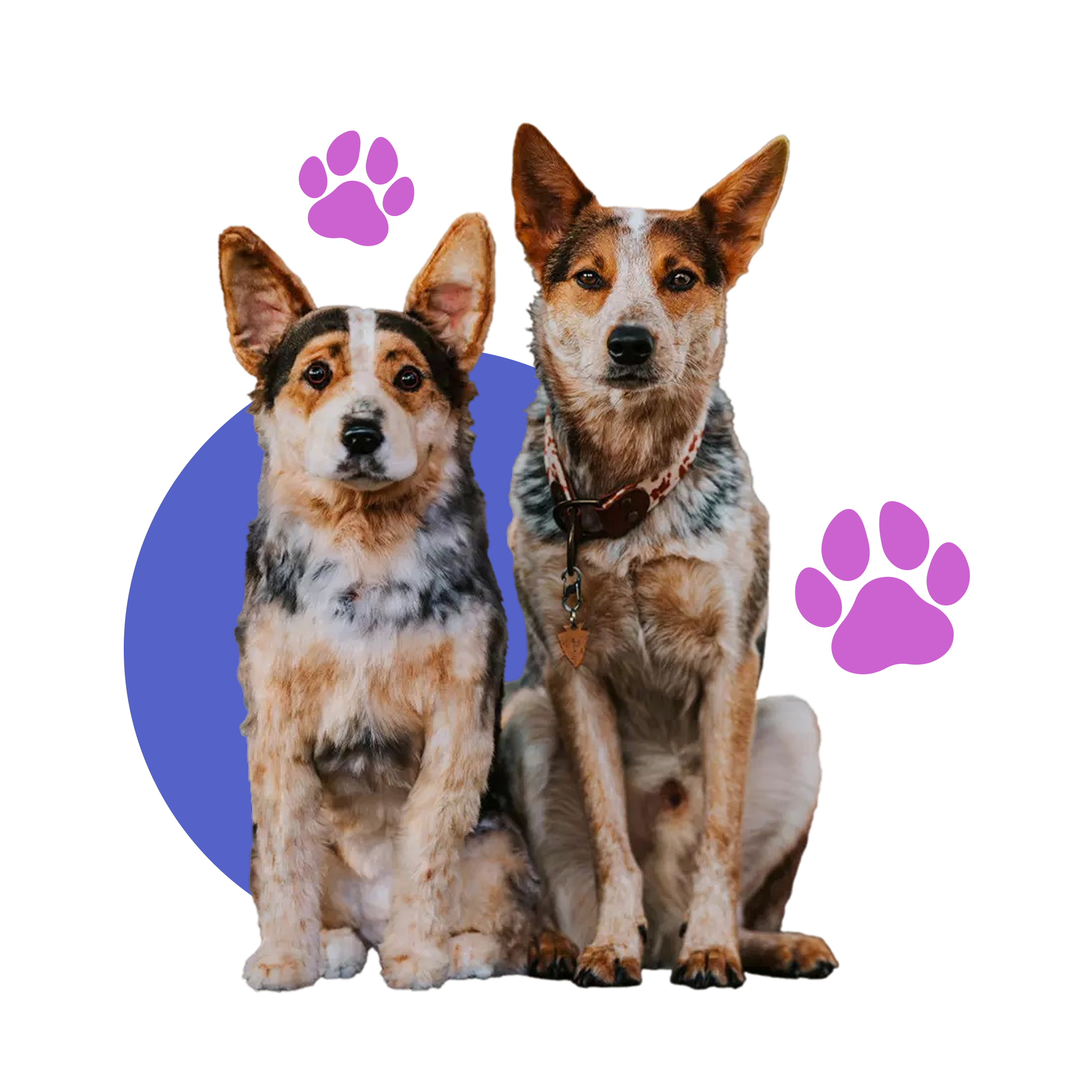 A plush replica of a tan, black, and white dog with pointed ears sits next to a real Dog, with a purple circle and two purple paw prints on a black background.