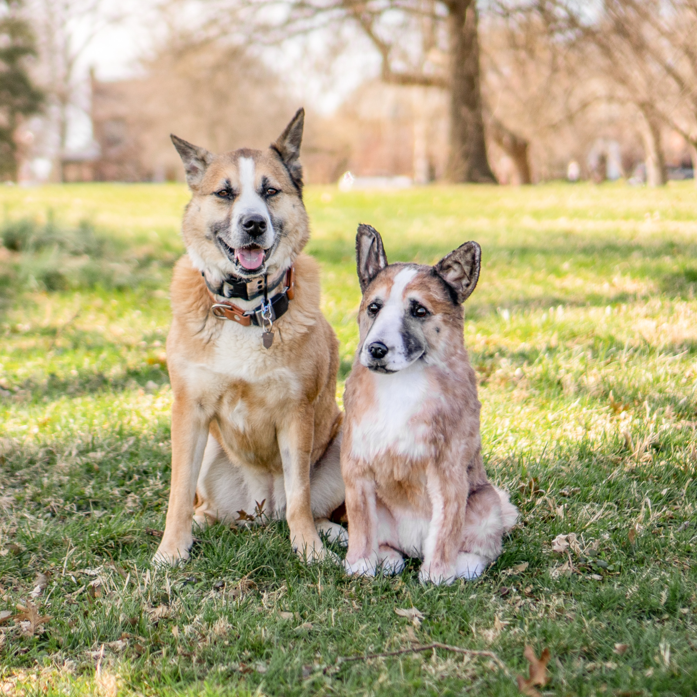 A light brown and white Shiba Inu, Shepherd mix, or similar dog with erect ears sits outdoors on a grassy lawn next to a highly realistic stuffed animal replica of itself. 