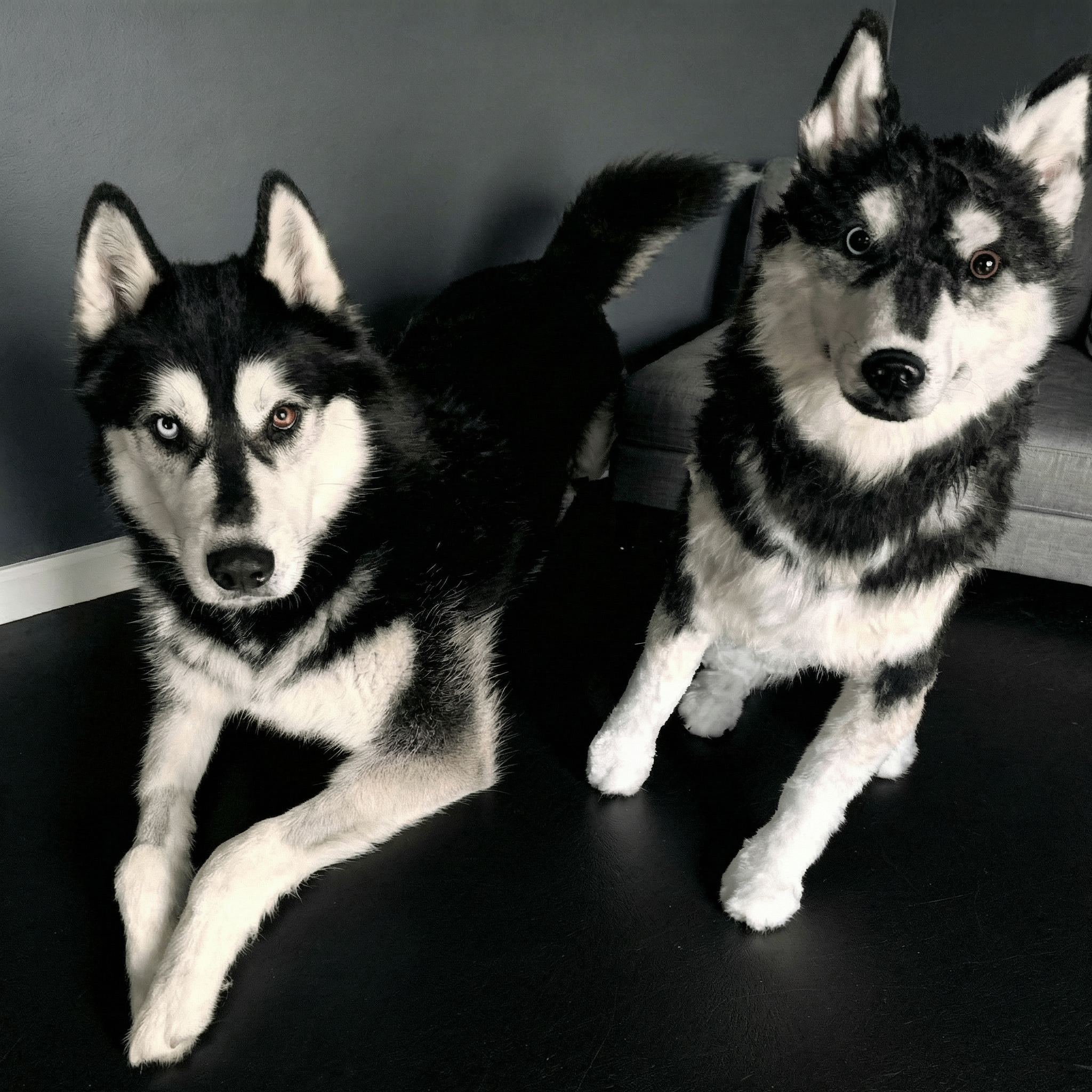 A black-and-white Husky lying on a bed beside a plush Husky toy with similar coloring.