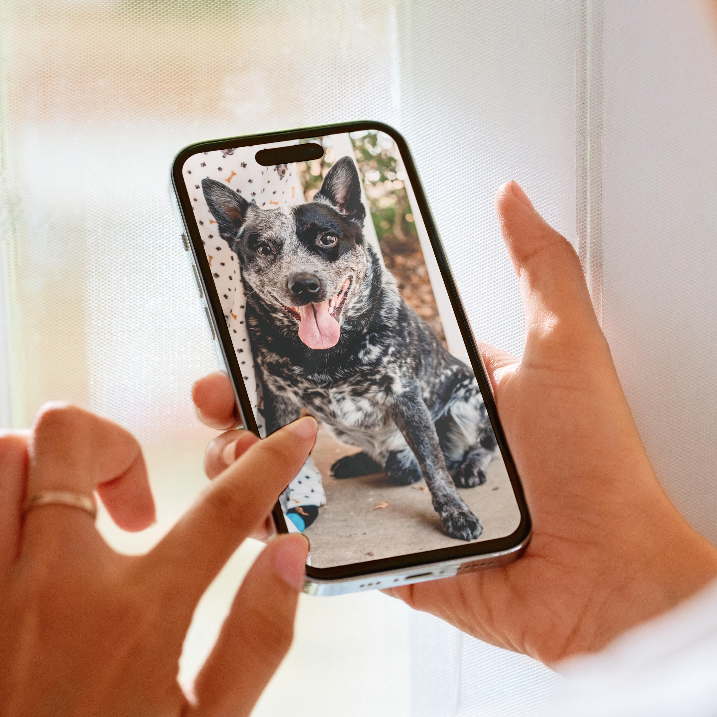 Hands holding a smartphone displaying a photo of a black and white speckled dog with tongue out.