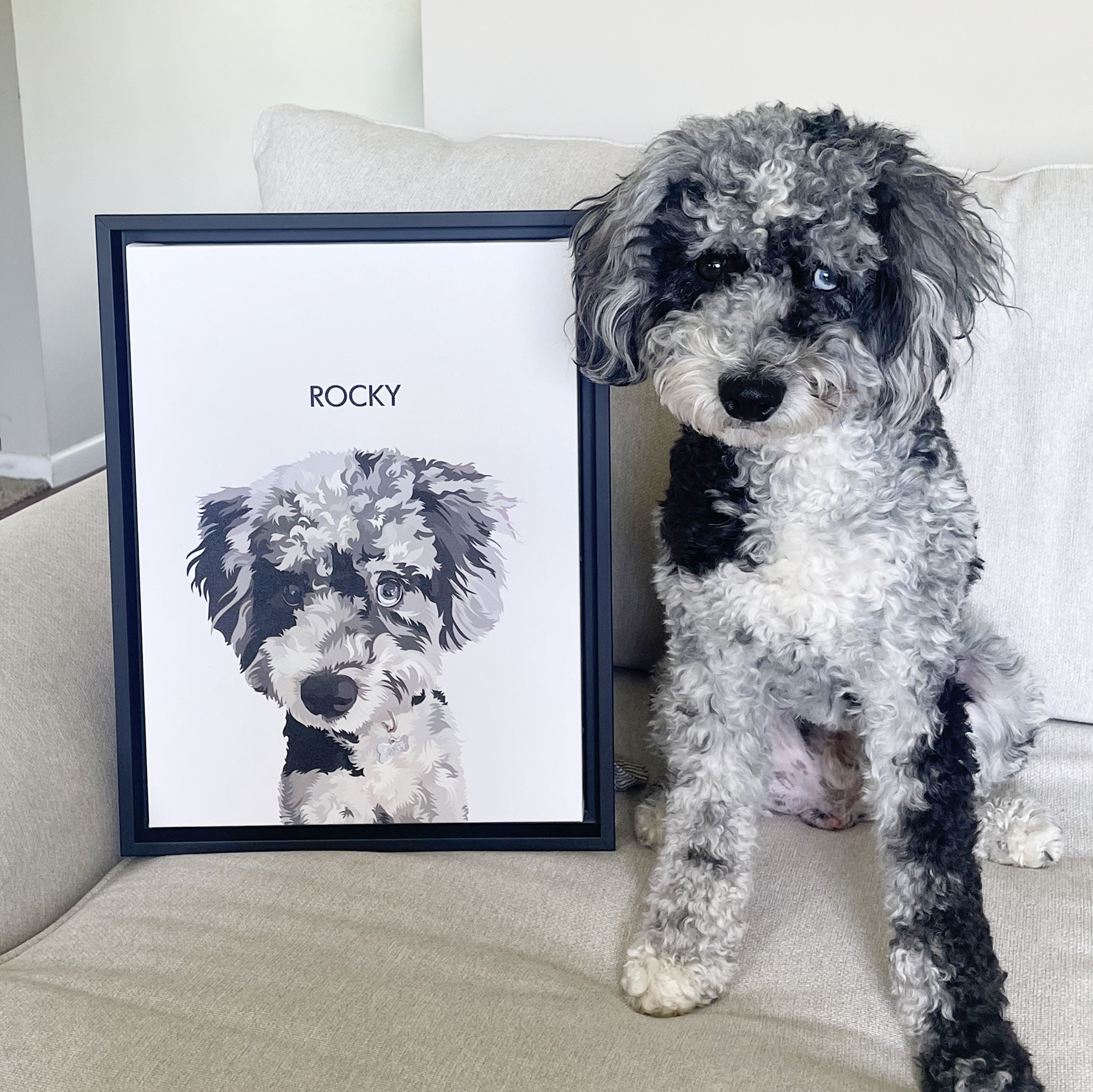 A gray and white merle poodle-mix dog with a blue eye sits on a beige sofa next to a framed illustration of its face, which has the name 'ROCKY' printed above the portrait.