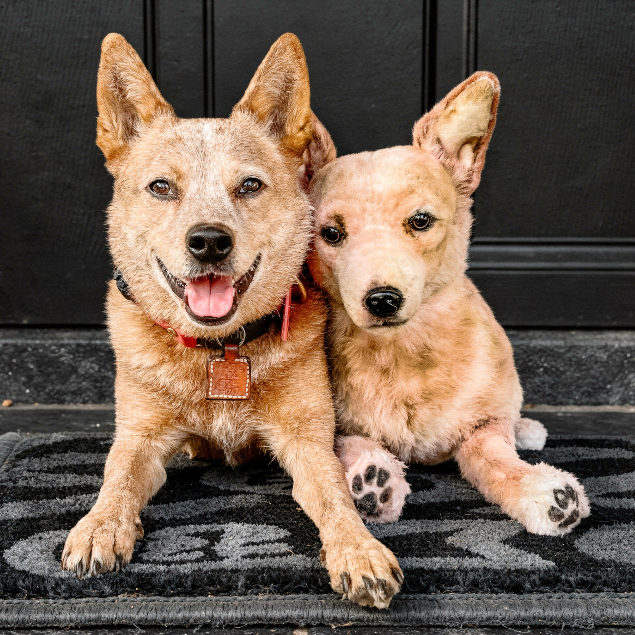 Real smiling Australian Cattle Dog & lifelike plush replica lie on welcome mat.