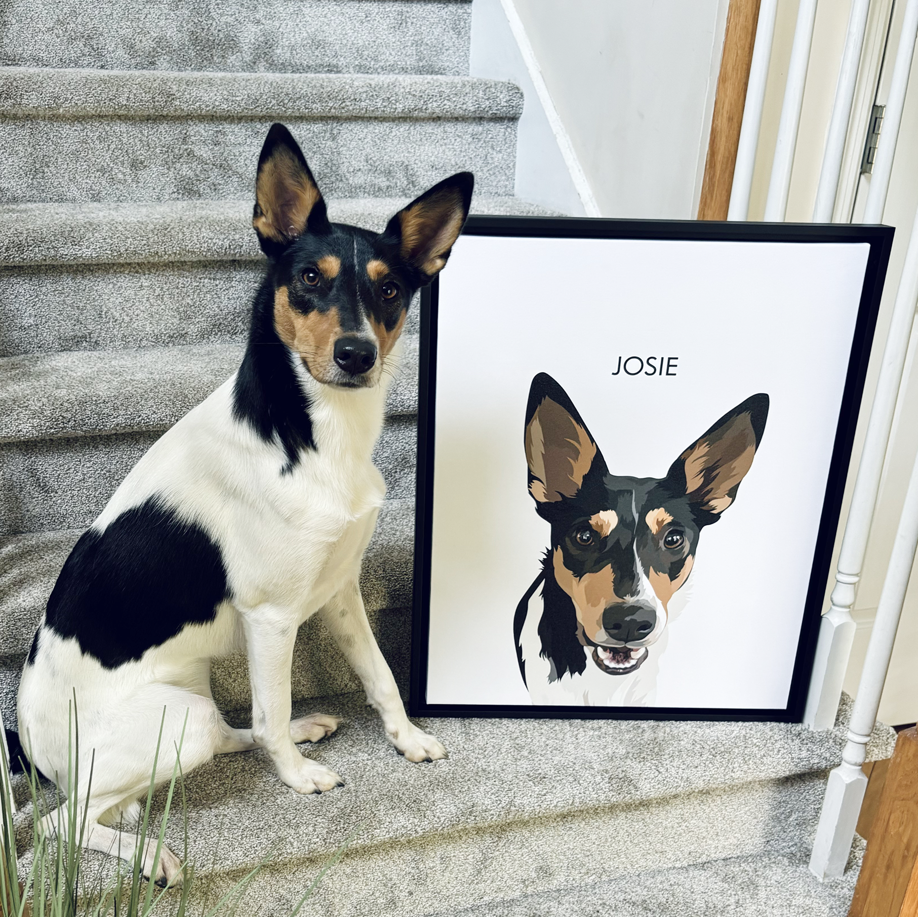 A black, tan, and white Rat Terrier-type dog with large, upright ears sits on a gray carpeted staircase next to a framed illustration of its face, which has the name 'JOSIE' printed above the portrait.