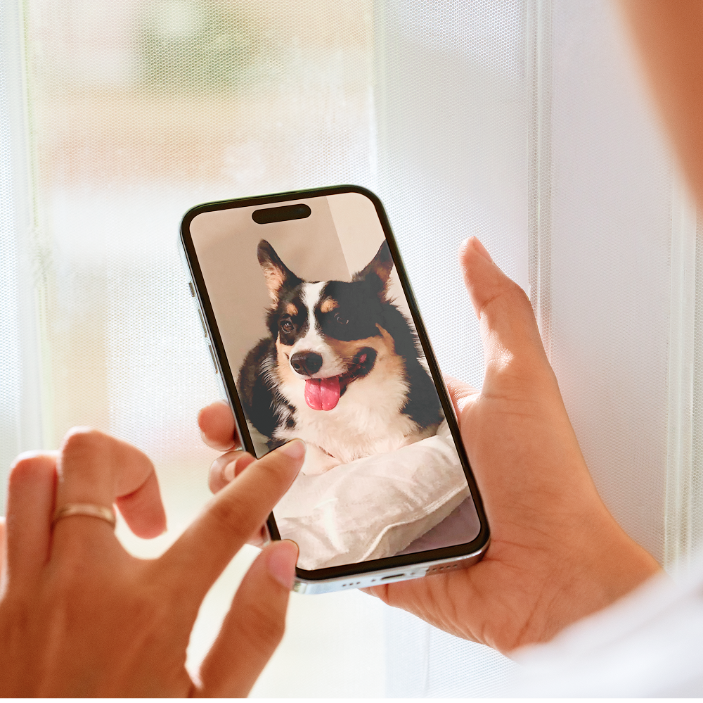 A person holds a smartphone displaying a photo of the same tri-color Corgi from Image 1.