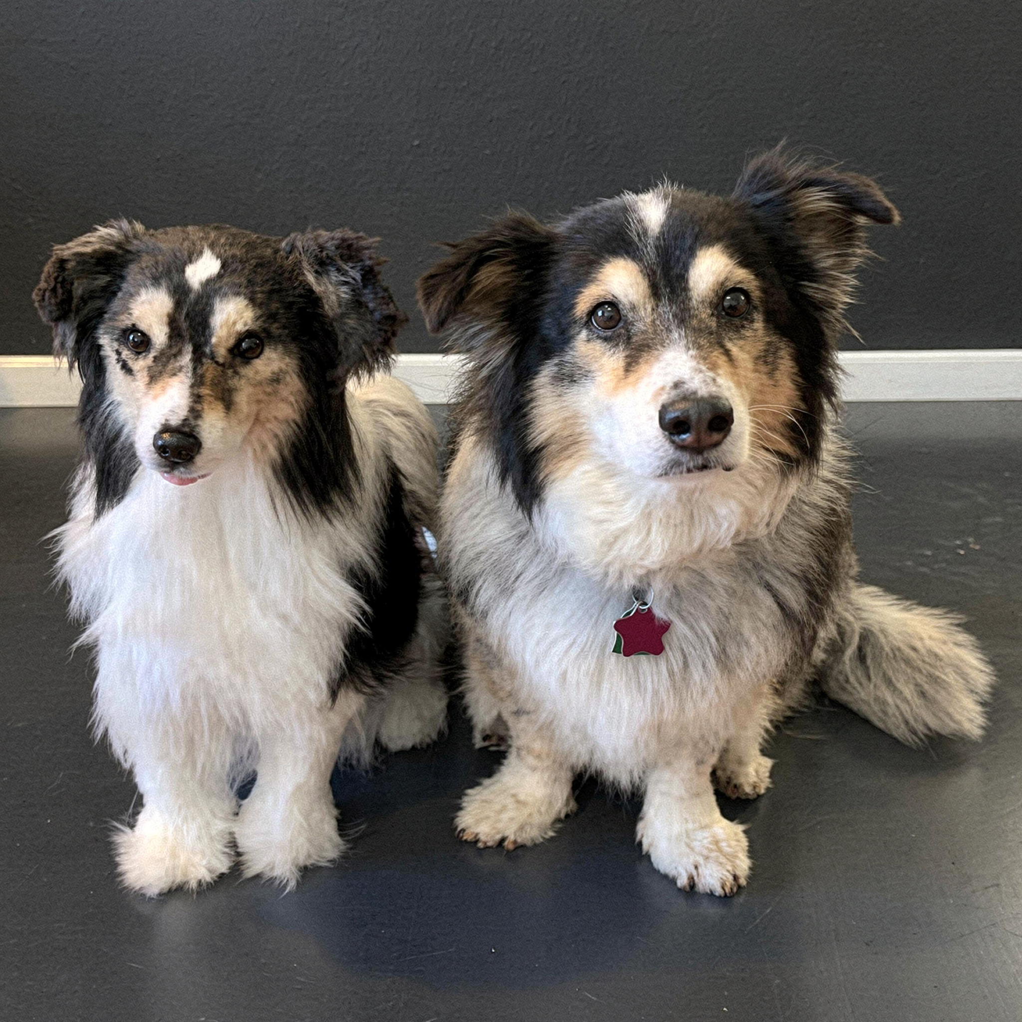 One dog and a plush replica of itself on hardwood flooring in a living room. 